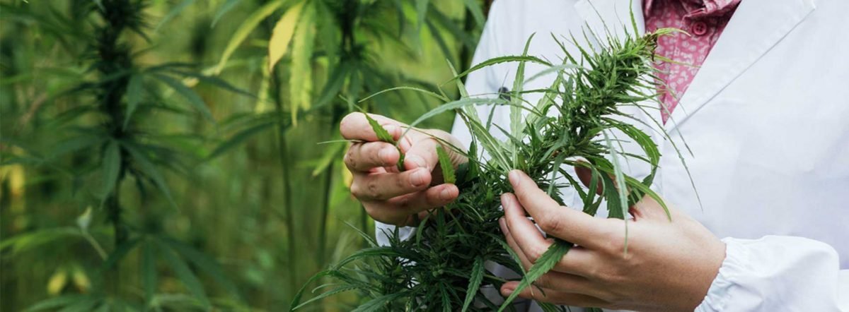 MEDICAL CANNABIS TREATMENT REQUIRES GREAT PRECISION-& WE ARE THE HANDS DOWN THE BEST WITH THAT