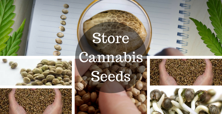 Ways to Preserve Your Seeds