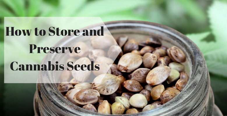 How to Store and Preserve Cannabis Seeds