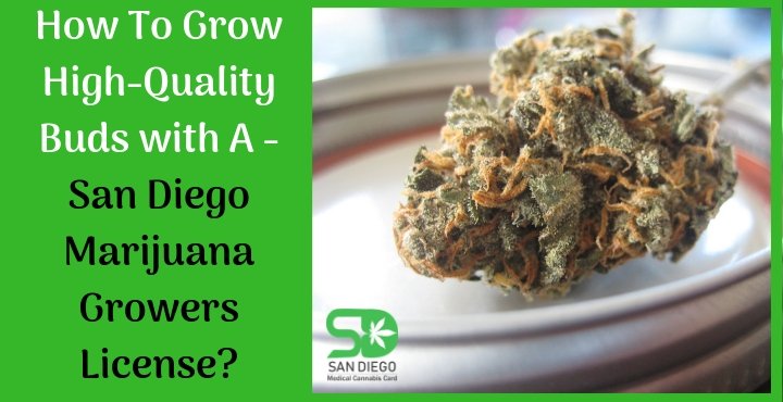 San Diego marijuana growers license