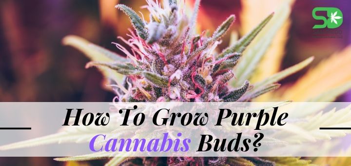 Grow Purple Cannabis Buds